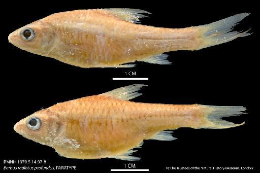 Barbus radiatus profundus Greenwood, 1970 - BMNH 1970_5_14_97-8 Barbus radiatus profundus, PARATYPE