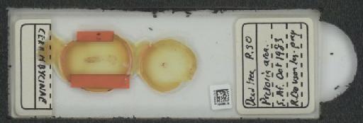 Cerambycinae Latreille, 1802 - 010134025_127044_1764368
