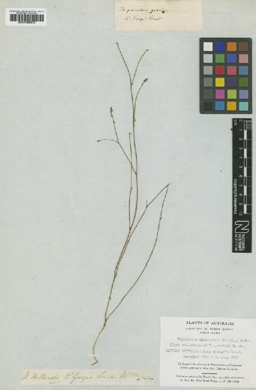 Thysanotus dichotomus (Labill.) R.Br. - BM000990630