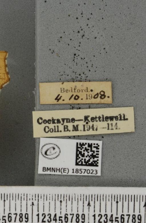 Ennomos quercinaria ab. angularia Hübner, 1790 - BMNHE_1857023_label_441458