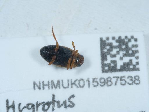 Hygrotus parallelogrammus - 015987538_2