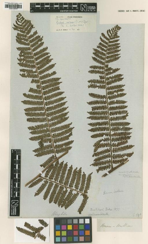 Cyathea wallacei (Mett.) Copel. - BM001048096