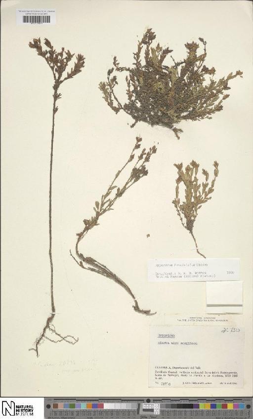 Hypericum brevistylum Choisy - BM001206544
