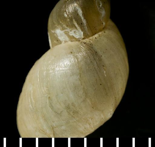 Lymnaea diaphana King, 1830 - 1950.5.16.1, SYNTYPE, Lymnaea diaphana King, 1830