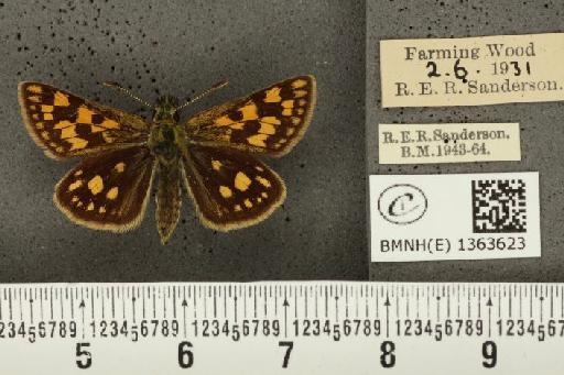 Carterocephalus palaemon (Pallas, 1771) - BMNHE_1363623_175790