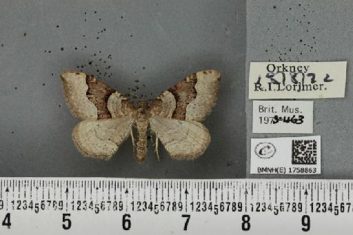 Xanthorhoe decoloraria decoloraria (Esper, 1806) - BMNHE_1758863_322314