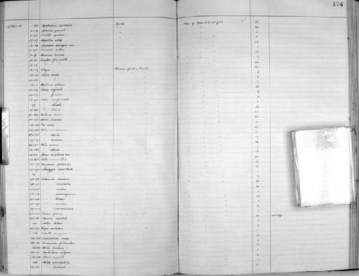 Bulimus acutus - Zoology Accessions Register: Mollusca: 1925 - 1937: page 174