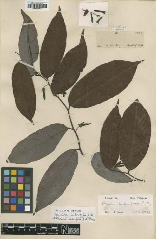 Friesodielsia linderifolia (Ridl.) Steenis - BM000946078