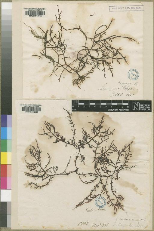 Laurencia capensis Harvey - BM000619458