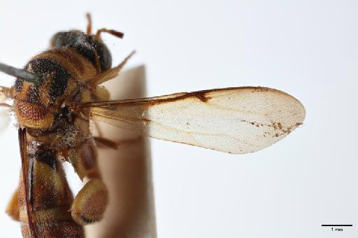 Leucospis santarema Walker, 1862 - 010198539_Leucospis_santarema_LT_right_forewing