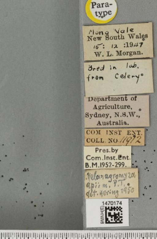 Melanagromyza apii Hering, 1951 - BMNHE_1470174_label_44725