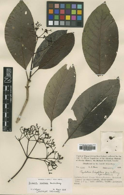 Psychotria leiophloea Merr. & L.M.Perry - BM000945534