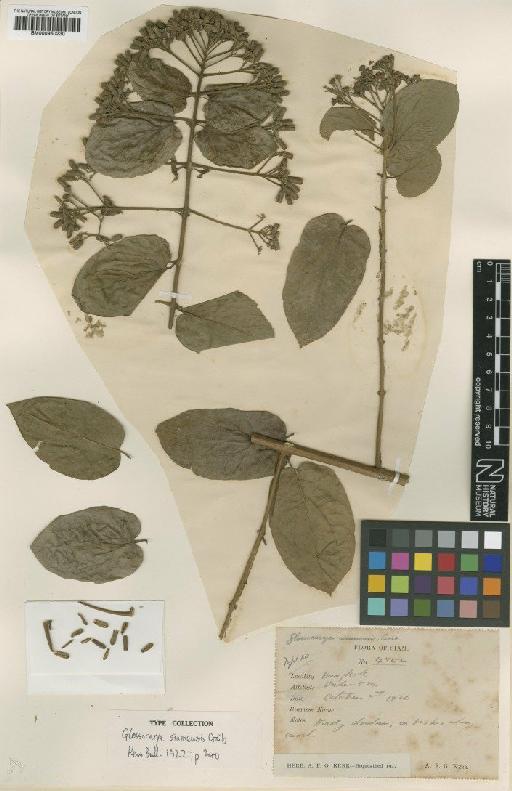 Glossocarya siamensis Craib - BM000950230