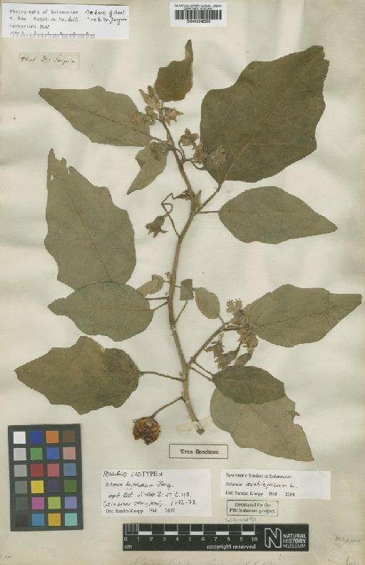 Solanum aethiopicum L. - BM000942568