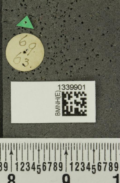 Ensiforma melancholica (Baly, 1889) - BMNHE_1339901_a_label_22748