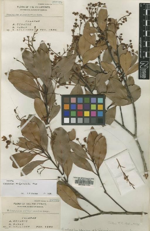 Calophyllum obliquinervium Merr. - BM000611494