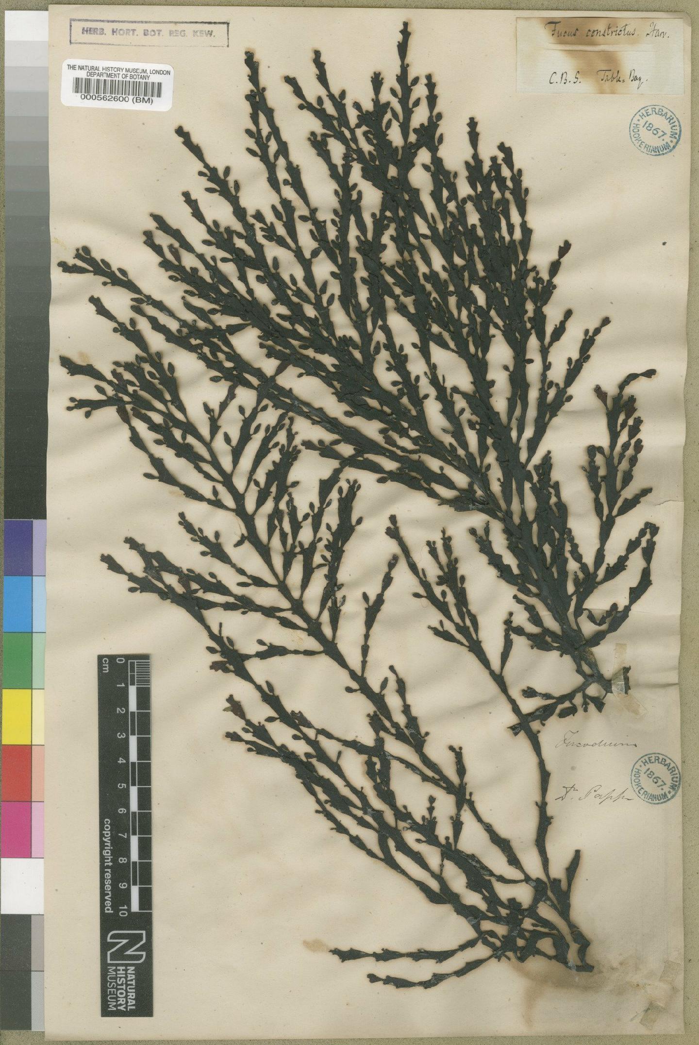 To NHMUK collection (Axillariella constricta (J.Agardh) Silva; Syntype; NHMUK:ecatalogue:4721517)
