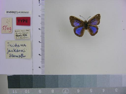 Iridana jacksoni Stempffer, 1964 - BMNH(E)# 1000685 Iridana jacksoni HT Male Labels