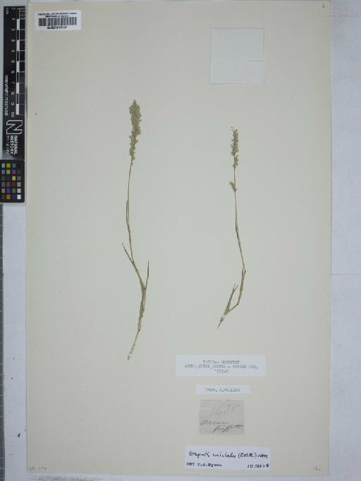 Eragrostis unioloides (Retz.) Nees ex Steud. - 000915127
