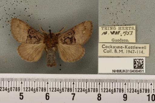 Colocasia coryli ab. melanotica Haverkampf, 1906 - NHMUK_010498461_556314