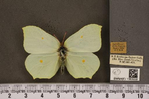 Gonepteryx rhamni rhamni Linnaeus, 1758 - BMNHE_1083659_63799