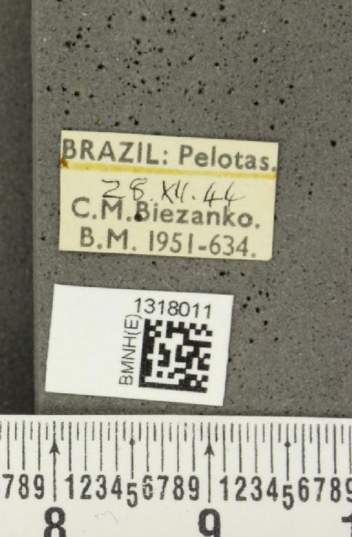 Calligrapha (Calligrapha) polyspila (Germar, 1821) - BMNHE_1318011_label_17407