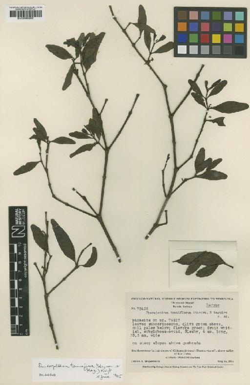 Dendrophthora tenuifolia Kuijt - BM000993531
