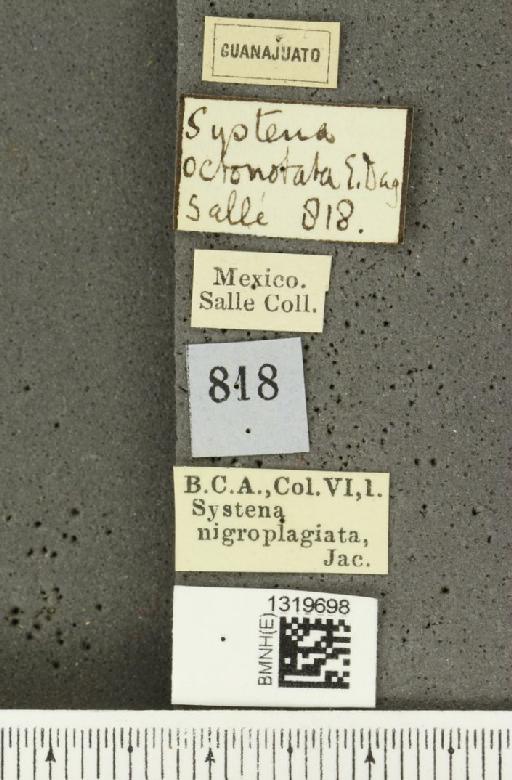 Systena nigroplagiata Jacoby, 1884 - BMNHE_1319698_label_26632