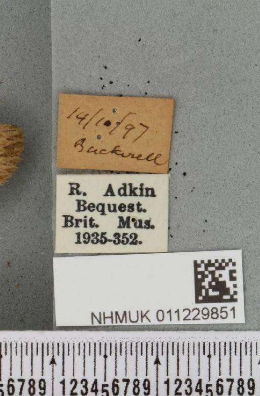 Lithophane socia (Hufnagel, 1766) - NHMUK_011229851_label_632004