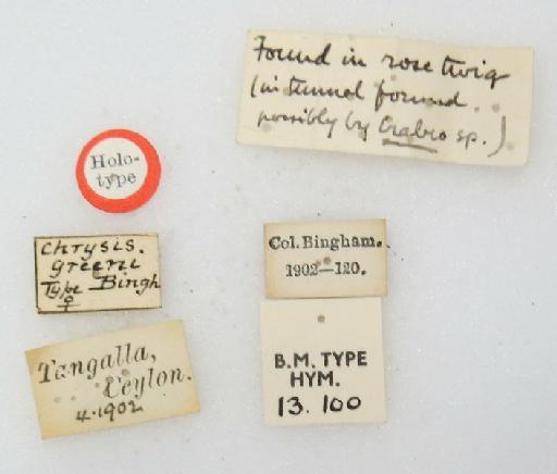 Chrysis greeni Bingham, C.T., 1903 - Chrysis_greeni-BMNH(E)#970926_type-labels 2