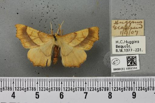 Ennomos quercinaria (Hufnagel, 1767) - BMNHE_1882564_441958