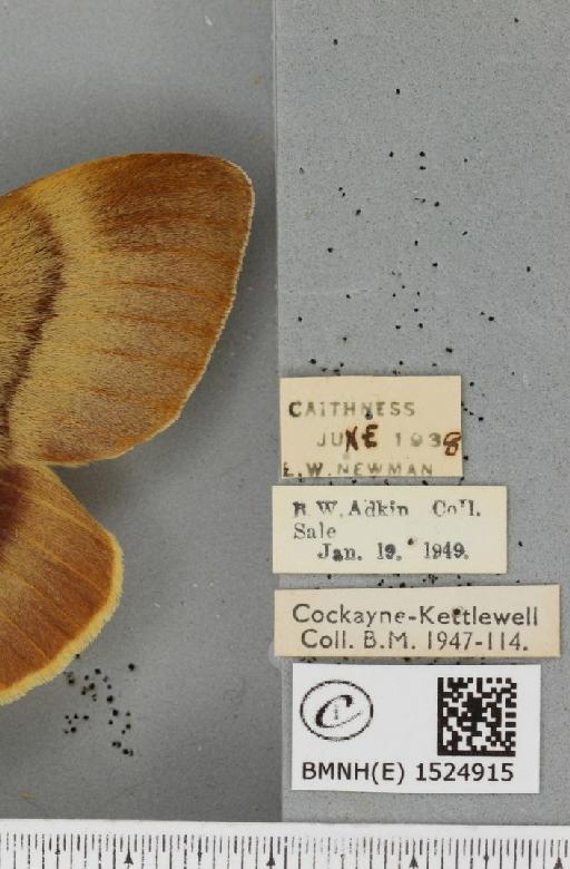 Lasiocampa quercus quercus ab. olivaceo-fasciata Cockerell, 1889 - BMNHE_1524915_label_193708