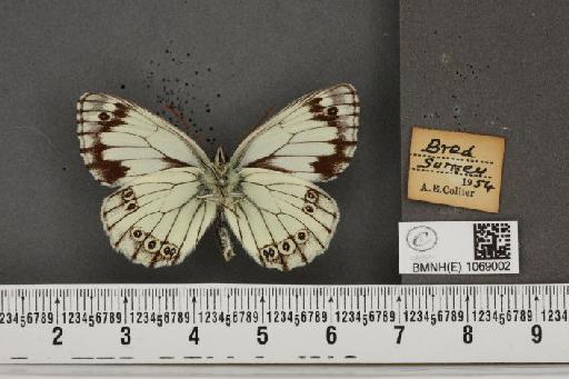 Melanargia galathea serena ab. mosleyi Oberthür, 1909 - BMNHE_1069002_34708