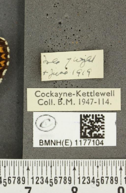 Melitaea cinxia ab. interligata Cabeau, 1926 - BMNHE_1177104_label_49085