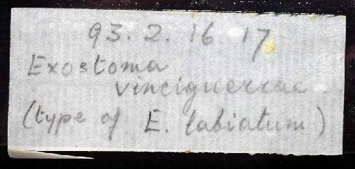 Exostoma vinciguerrae Regan, 1905 - 1893.2.16.17; Exostoma vinciguerrae; image of jar label; ACSI project image