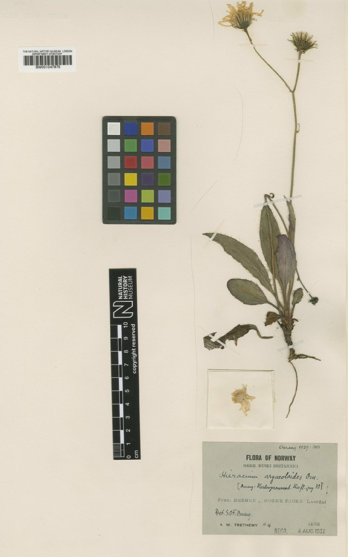 To NHMUK collection (Hieracium argaeoloides Omang; Type; NHMUK:ecatalogue:2820352)