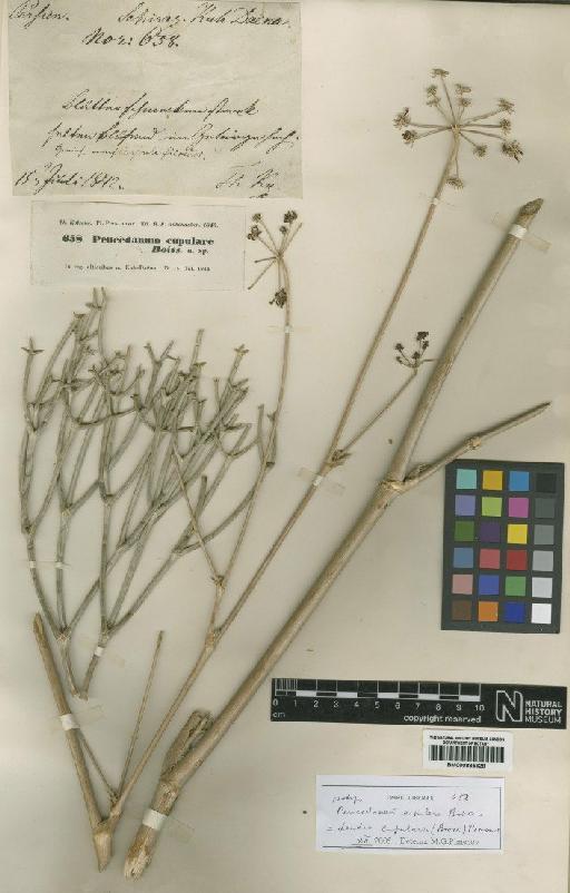 Peucedanum cupulare Boiss - BM000885328