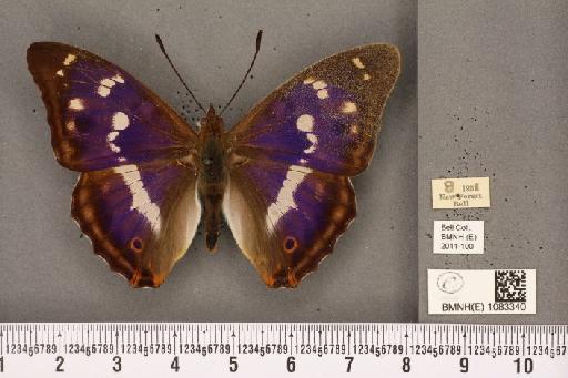 Apatura iris (Linnaeus, 1758) - BMNHE_1083340_63646