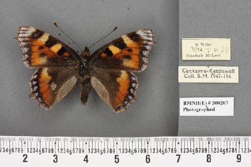 Aglais urticae ab. caerulapicata Raynor, 1906 - BMNHE_500207_45087