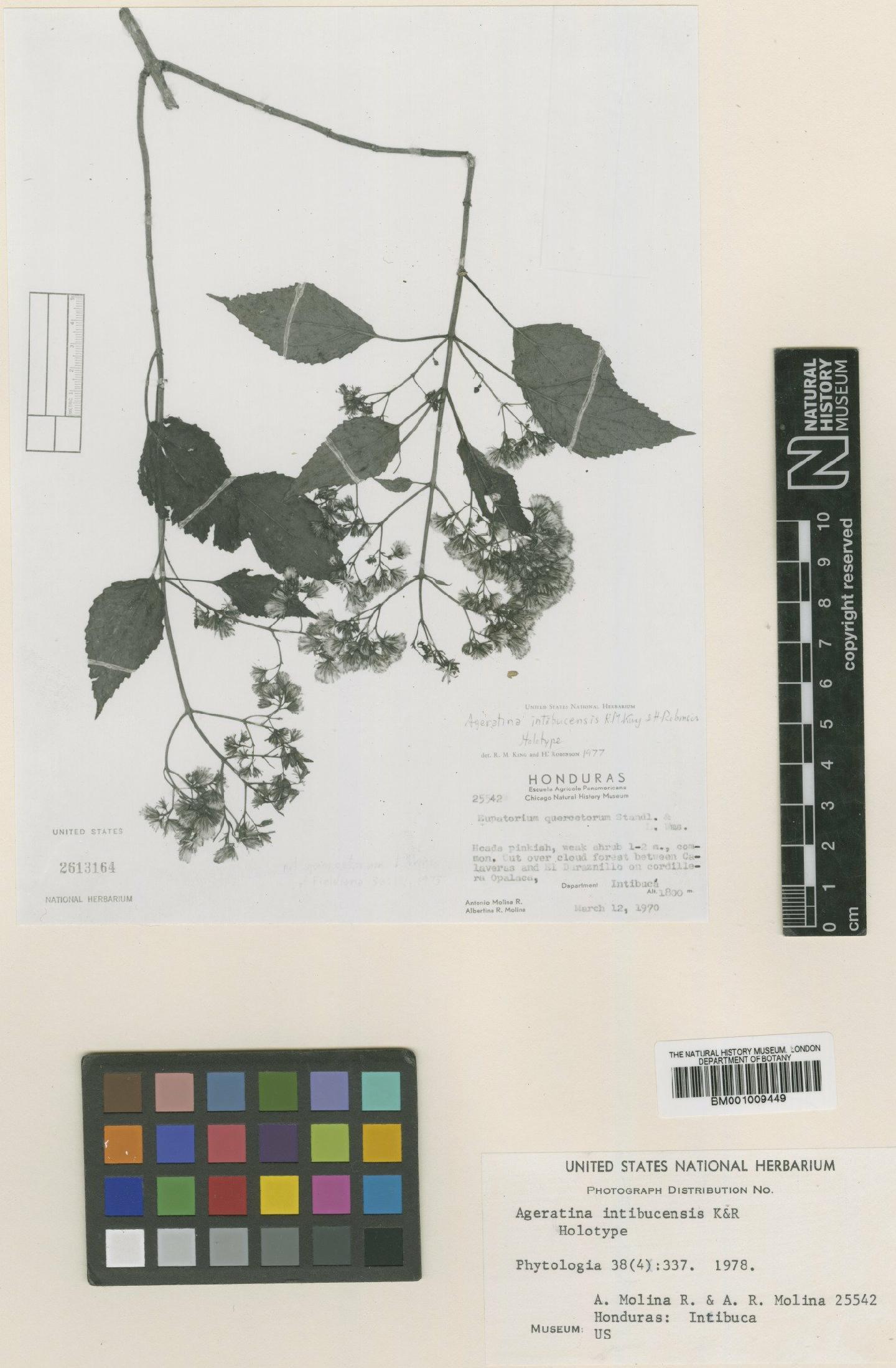 To NHMUK collection (Ageratina intibucensis R.M.King & H.Rob.; Type; NHMUK:ecatalogue:610781)