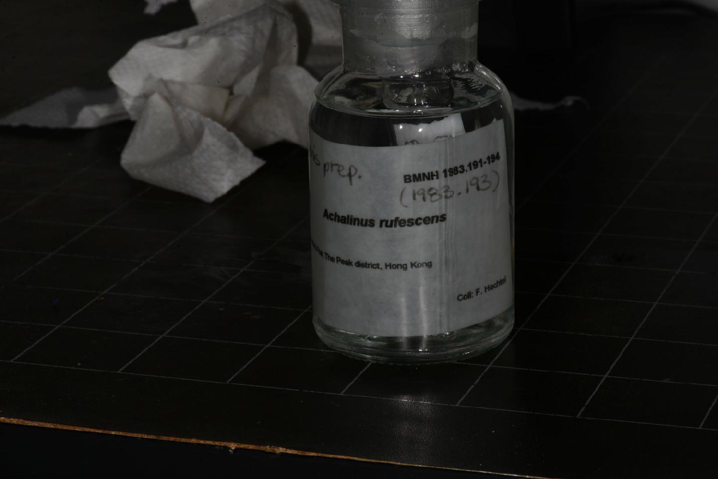 Achalinus rufescens