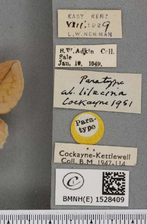 Euthrix potatoria ab. lilacina Cockayne, 1951 - BMNHE_1528409_label_196917