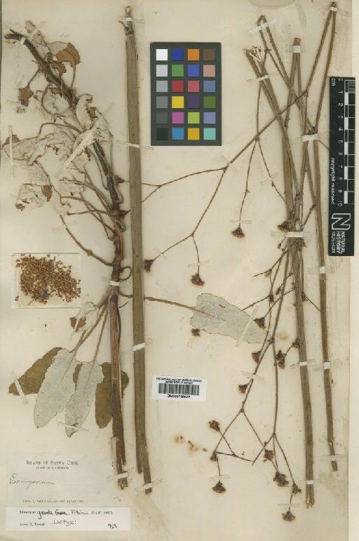 Eriogonum latifolium subsp. grande (Greene) Stokes - BM000798675