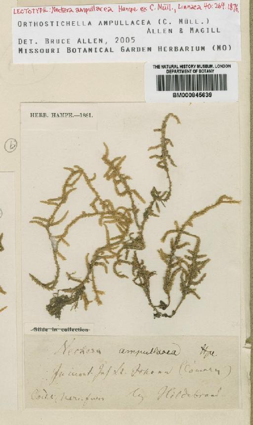 Orthostichella ampullacea (Müll.Hal.) Allen & Magill - BM000845639