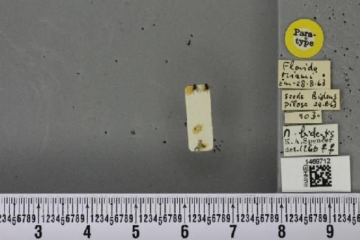 Melanagromyza bidentis Spencer, 1966 - BMNHE_1469712_45093