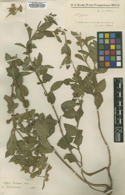 Lippia pickelii Moldenke - BM000098717