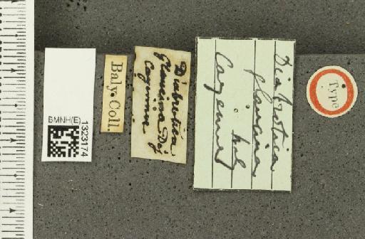 Diabrotica glaucina Baly, 1889 - BMNHE_1323174_label_19459