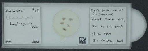 Dialeurodes honkongensis Takahashi, 1941 - 010165012_117715_1092019