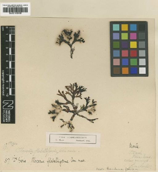 Gracilaria foliifera (Forssk.) Børgesen - BM001039030