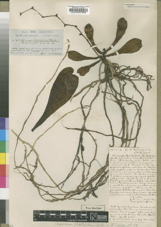 Aerangis brachycarpa (A.Rich.) T.Durand & Schinz - BM000540132